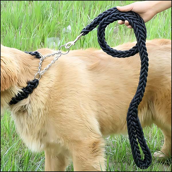 Paracorde laisse pour chien